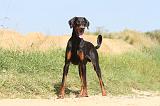 DOBERMANN 894